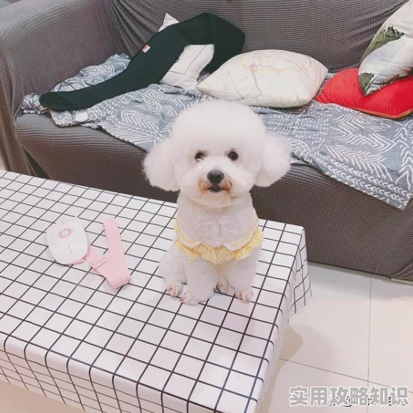 肉肉动态图一只可爱的狗狗在草地上快乐地奔跑，画面充满活力和喜悦